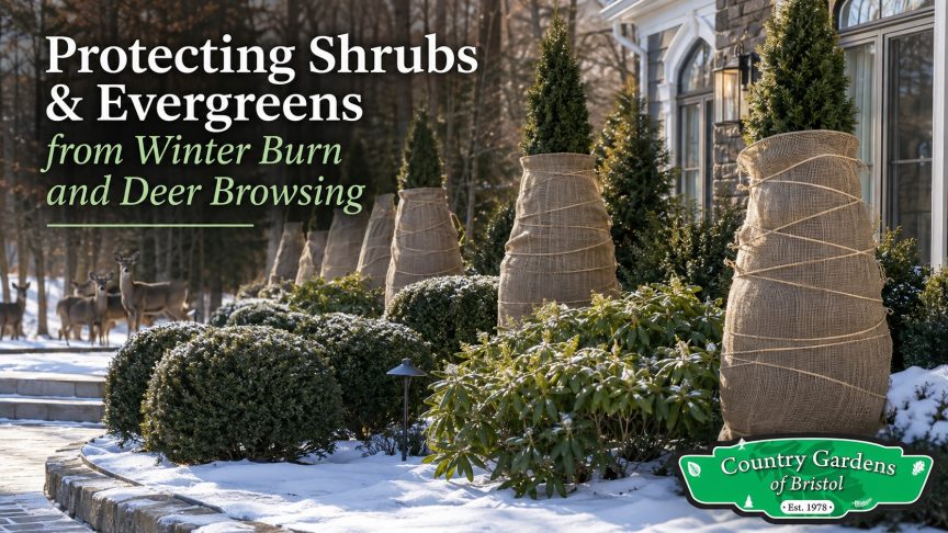 Protecting Shrubs & Evergreens from Winter Burn and Deer Browsing